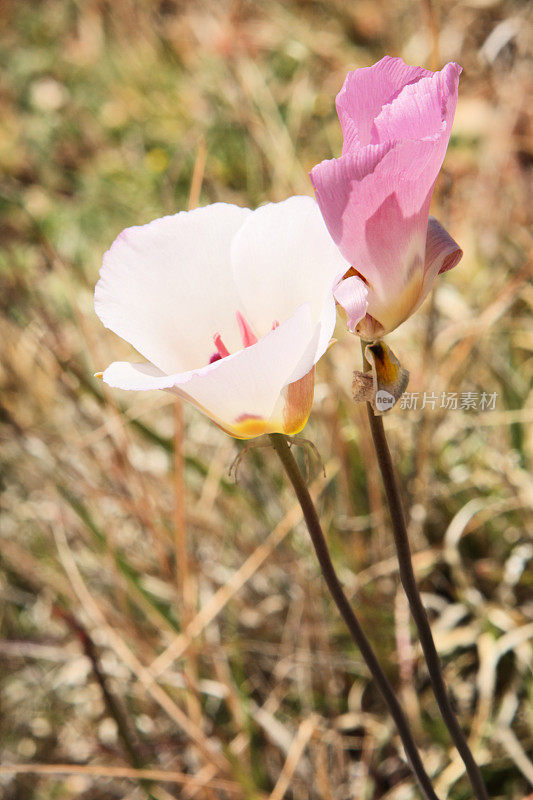 Mariposa Lily Calochortus flexsus Flower花